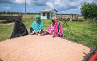 Transgenic rice once again proposed as solution to bacterial blight outbreaks, this time in Africa-image