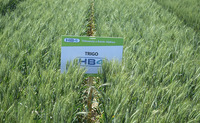No to GM wheat! Global alliance seeks UN intervention against GM Wheat HB4 cultivation-image