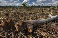 Oil palm in Latin America: monoculture and violence-image