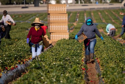 Her story: sowing resistance to industrial agriculture-image